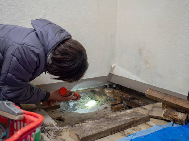 Best Post-Construction Mold Inspection  in Laie, HI