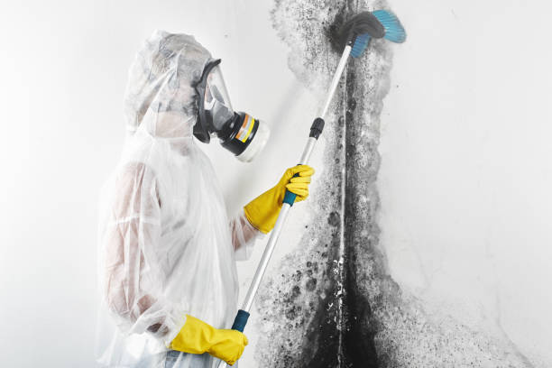 Best Mold Remediation for Healthcare Facilities  in Laie, HI