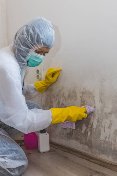 Best Real Estate Mold Inspection  in Laie, HI