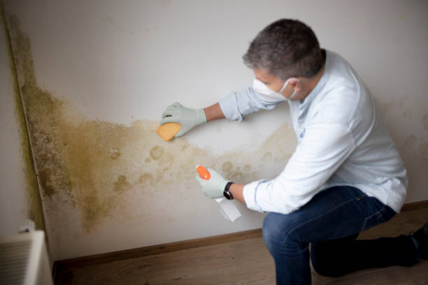 Forensic Mold Investigation in Laie, HI
