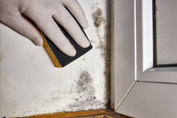 Best Asbestos and Lead Testing During Mold Inspection  in Laie, HI